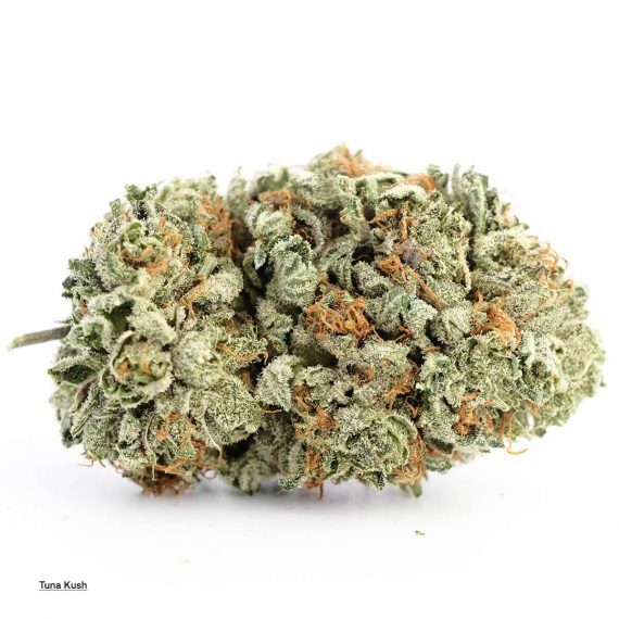 Tuna Kush