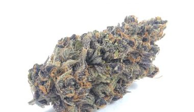 Purple Tangie