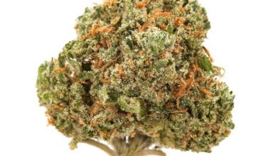 Blueberry Kush