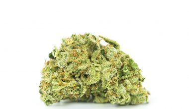 Alien Dawg