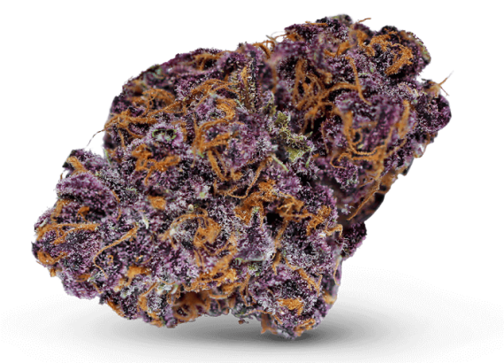 Buckeye Purple