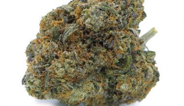 Master Bubba