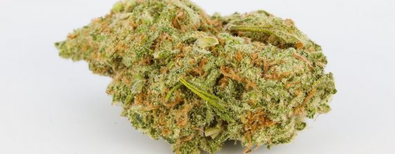 Dutch Treat