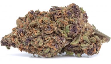Forbidden Fruit