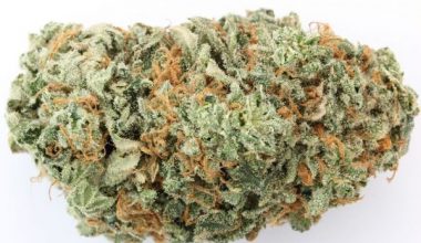 G13