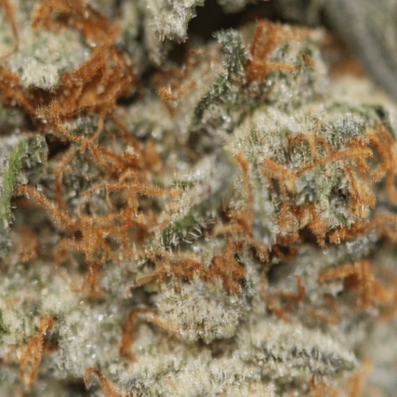 God’s Green Crack