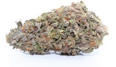 Gelato