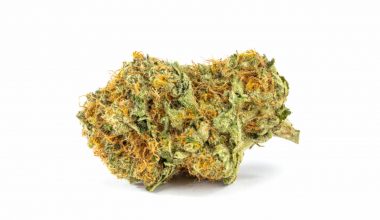 Gorilla Glue 5