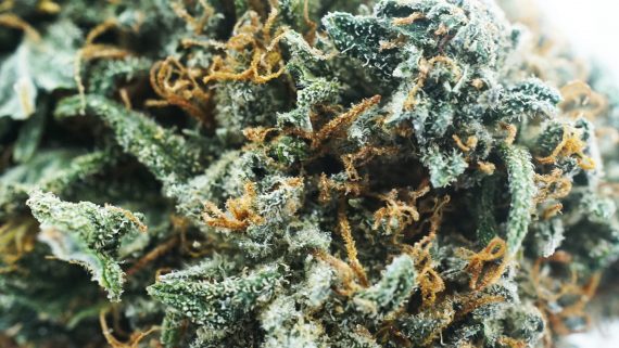 Green Crack God