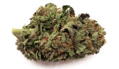 Master Kush