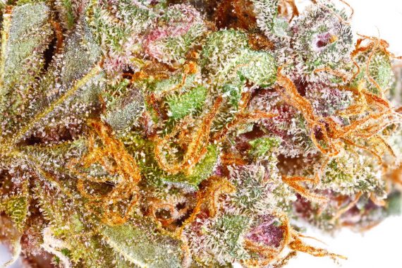 Pink Panther