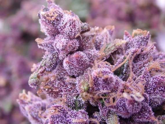 Buckeye Purple