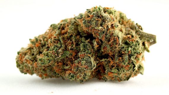 Skunk kush