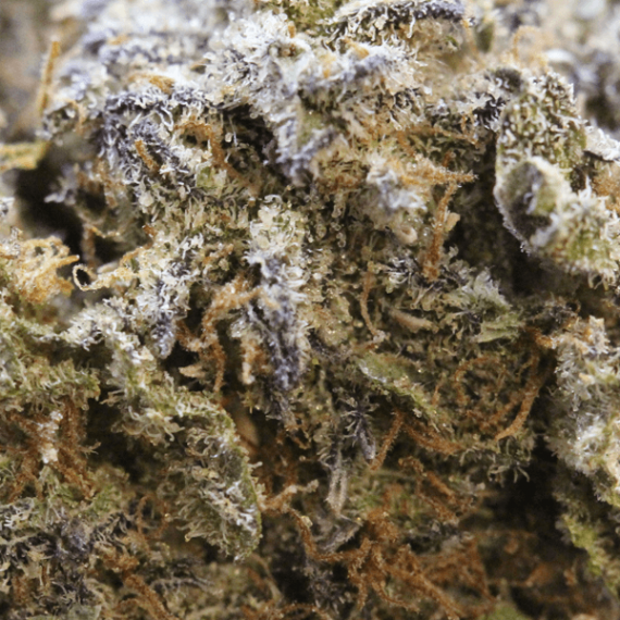 Alien OG