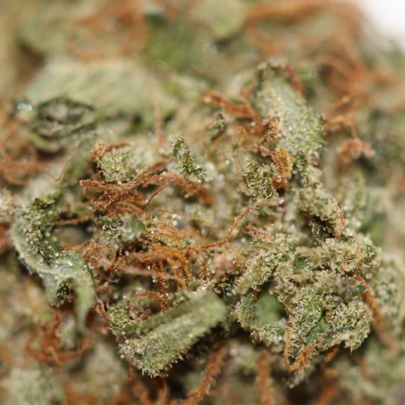 BC Big Bud