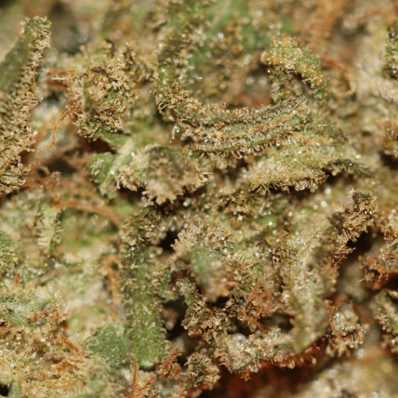 Blueberry