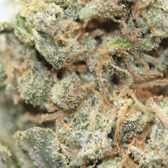 Candy Land