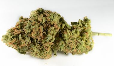 Chemdawg