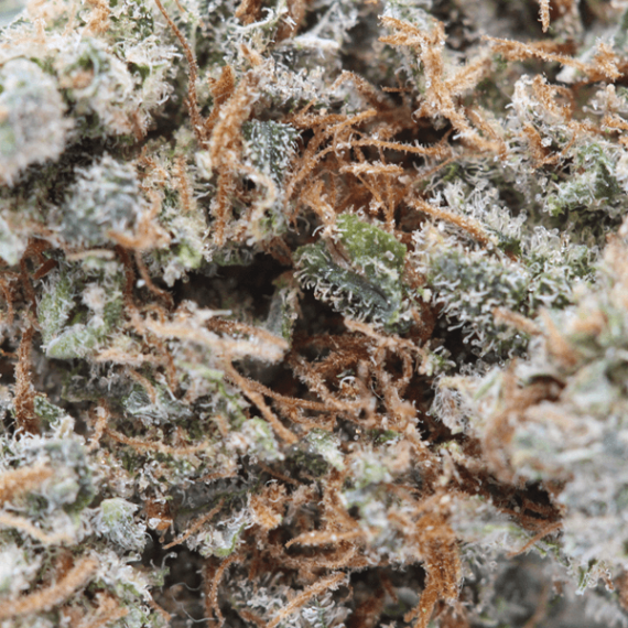 Forbidden Fruit