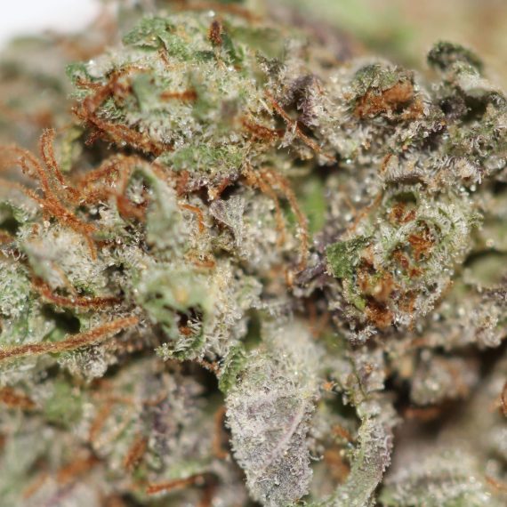 G13