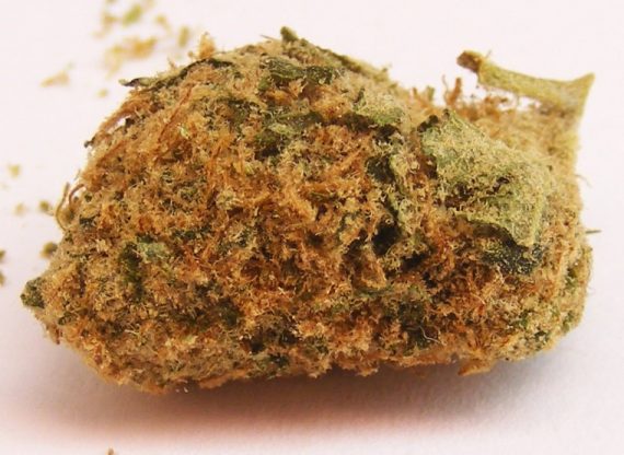 Gold Kush