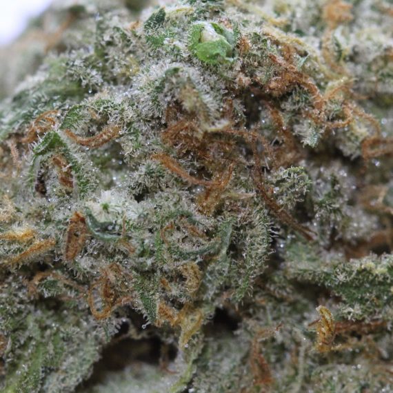 Girl Scout Cookies