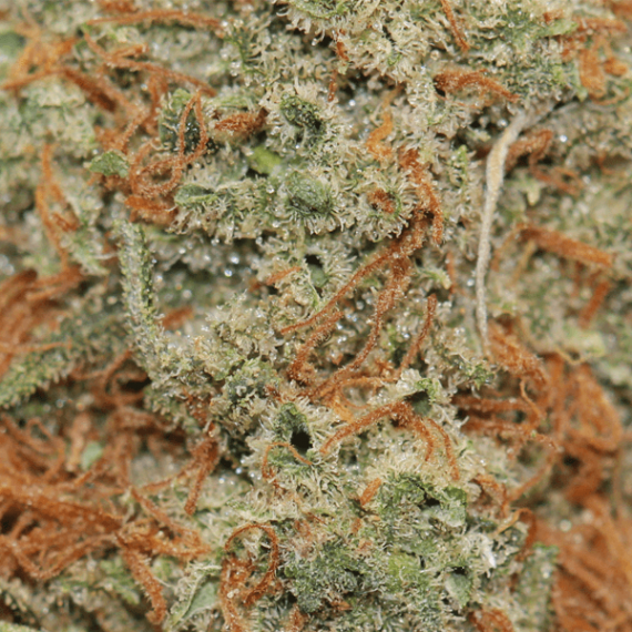 Honey Bananas
