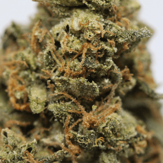 Jack Herer