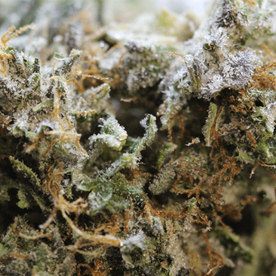 King Louis XIII