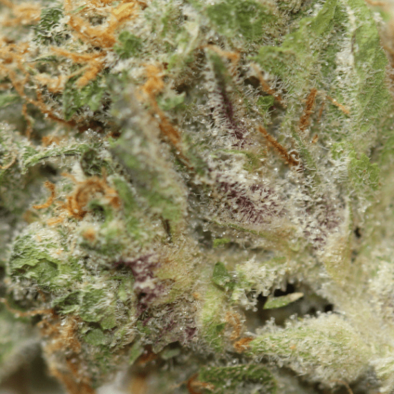 King Tut