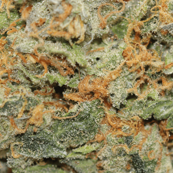 LA Grape