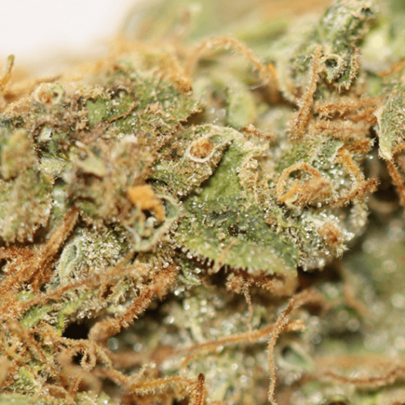 Lemon Creamsicle