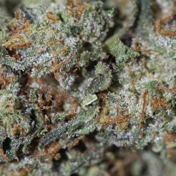 Master Bubba