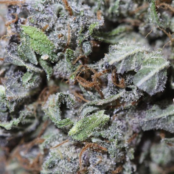 Master Kush