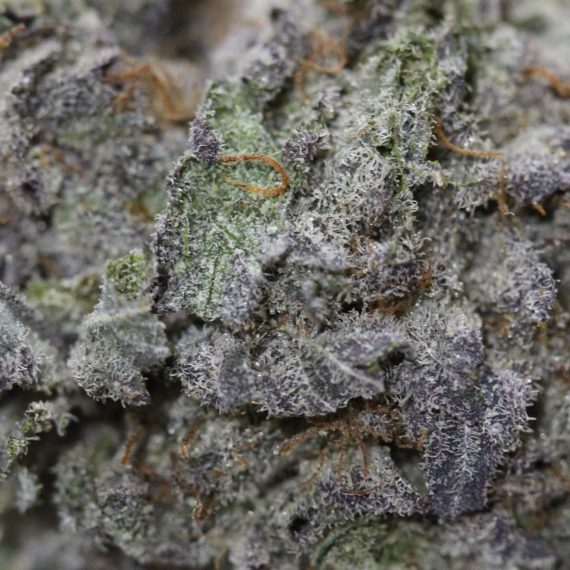 Purple Urkle