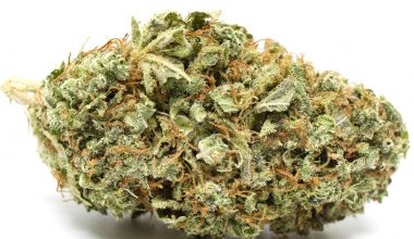 Red Congo