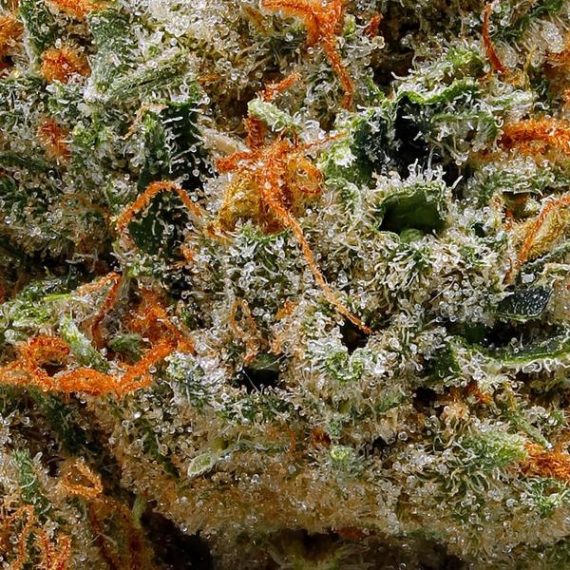 Strawberry Cough