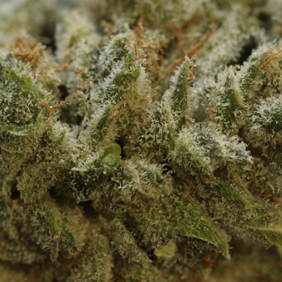Sundae Driver