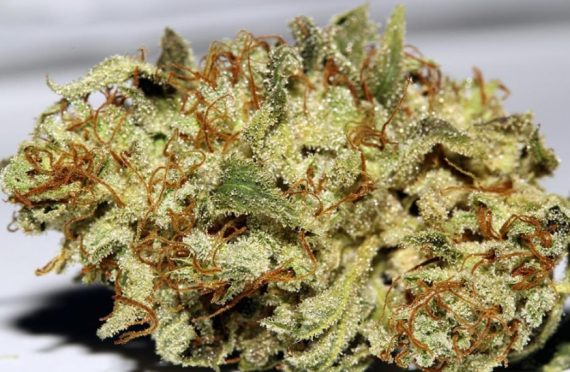 Tangerine Haze