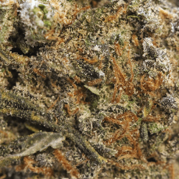 Tropicana Cookies