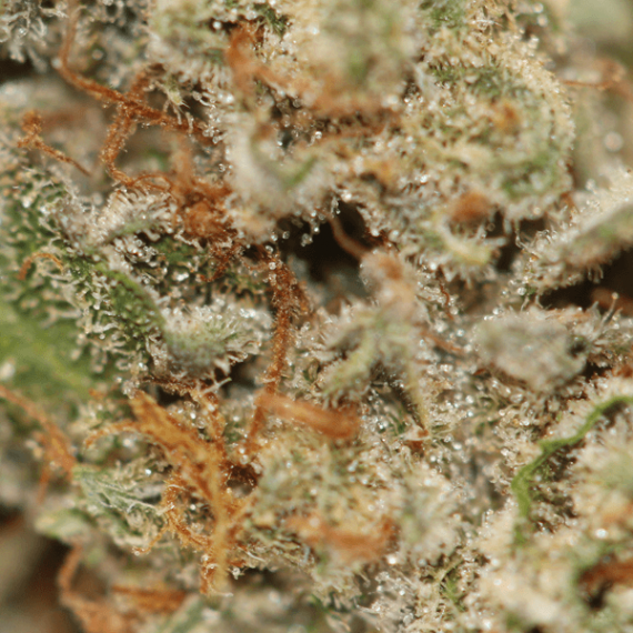 White Fire OG