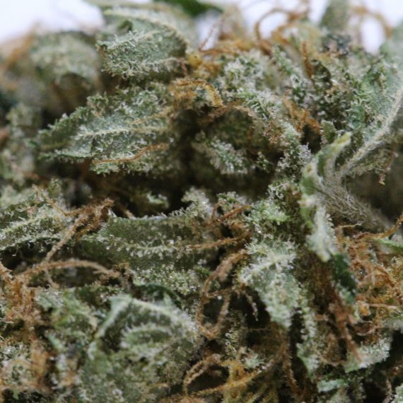 White Kush