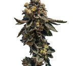 LEMON KUSH SEEDS