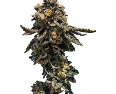 LEMON KUSH SEEDS