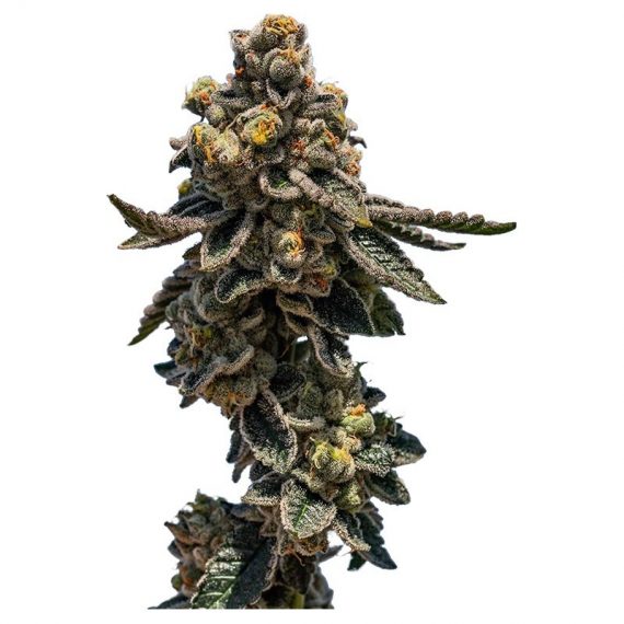 LEMON KUSH SEEDS