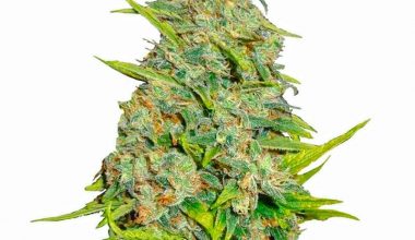 AK 47 SEEDS