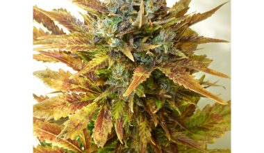SOUR DIESEL SEEDS