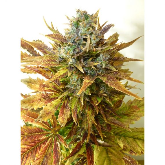SOUR DIESEL SEEDS