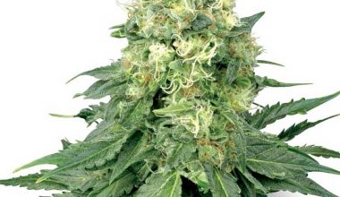 WHITE WIDOW SEEDS