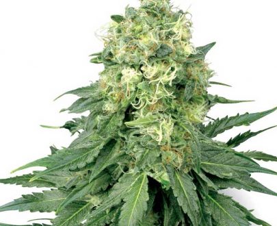 WHITE WIDOW SEEDS
